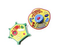 Plant Anatomy Model Biology Science Cell Models Biology Learning Aid for Classroom Display Lab Experiments Toy