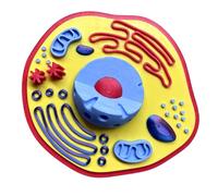Plant Anatomy Model Biology Teaching Models for Classroom Display Study Teaching Use Cell Structure Models Toy Anatomy Model