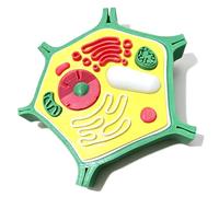 Plant Anatomy Model Biology Teaching Models for Classroom Display Study Teaching Use Cell Structure Models Toy Anatomy Model