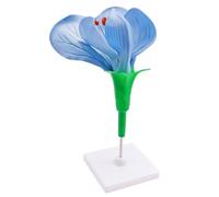 Plant Anatomy Model Pea Flower Plant Anatomy Model Biological Science And Education Model
