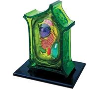Plant Anatomy Model with 26 Removable Parts for Educational Study | Educational Plant Anatomy Model with 26 Removable Parts for Hands-On Learning and Engaging Science Lessons