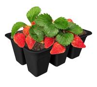 Plant Breeding Tray - 6 Cell Flexible Silicone Starter Tray, Seedling Mould for Indoor Use, Reusable Germination Base | Robust Planting for Gardening. Start Seeds, Balcony, Zim