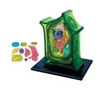 Plant Cell Anatomy Model, 26 Removable Parts, Shows Structures Such As Cell Wall/chloroplasts/nucleus/vacuoles/cytoplasm, For Teaching