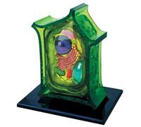 Plant Cell Anatomy Model - 4D Removable 26-Part Organ Display Kit for Classroom & Science Lessons