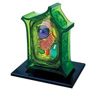 Plant Cell Anatomy Model - Cross-Section Biology Teaching Model with Display Base for Educational Use