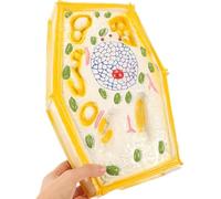 Plant Cell Anatomy Model, Educational Biological Tool for Science Classrooms, Magnified Structure for Middle School Biology Teaching and Learning