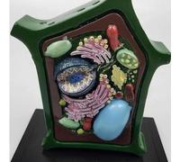 Plant Cell Anatomy Model, Educational Biology Teaching Tool for Science Projects and Classroom Learning