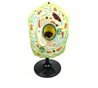 Plant Cell Anatomy Model - Enlarged Anatomical Chloroplast Replica