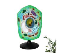 Plant Cell Anatomy Model, Removable 3D Biology Teaching Tool with Base, Accurate Structure for Classroom Laboratory Education