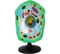 Plant Cell Anatomy Model - Removable Chloroplast Organelles for Biology Education and STEM Learning