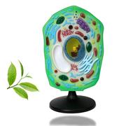 Plant Cell Anatomy Model, Removable Chloroplast Organelles, Simulated Plant Cell Model, Experimental Medical Science Education Equipment, For Biology Study Display Teaching Aids