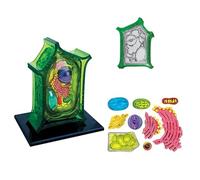 Plant Cell Model,4D Vision Anatomical Plant Model,Biological Experimental Teaching Comparison Plant Internal Organs for Study Display Teaching Medical Model