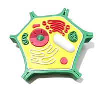 Plant Cell Model Anatomy Learning Biology Science Models Biology Teaching Tool for Science Education Use Cell