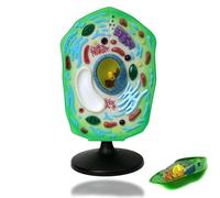 Plant Cell Model, Biological Anatomy Teaching Equipment for Middle Schools, Removable Chloroplast Organelles for Biology Study Display