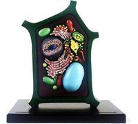 Plant Cell Model Plant Anatomy Model Cell Model Educational Model Plant Cell Anatomical Model Biology Teaching Model for Science Education Collection