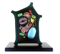 Plant Cell Model Plant Anatomy Model Cell Model - Educational Model Plant Cell Anatomical Model - Biology Teaching Model - for Science Education Collection
