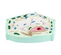 Plant Cell Model Structure of A Typical Plant Cell for Biology Teaching Demonstration for School Education Plant Cell Model Biological Model Cell Anatomy Model