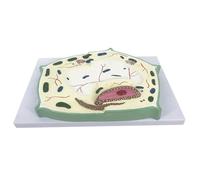 Plant Cell Model Structure of A Typical Plant Cell for Biology Teaching Demonstration for School Education Plant Cell Model Biological Model Cell Anatomy Model
