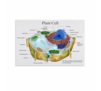 Plant Cell Structure Poster Biology Education Print