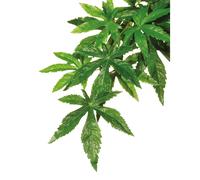 Plant decoration kit abutilon Exo Terra