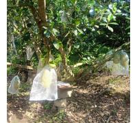 Plant For Protection bags made from nylon mesh with drawstring, allowing light penetration and air circulation while For Protecting fruits from pests (15 * 10cm)