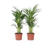 Plant in a Box Areca Palm Golden Cane - 2 Pcs. - Dypsis Lutescens - Height 60-70Cm - Pot 17Cm