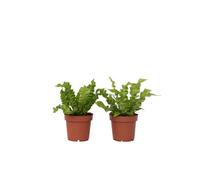 Plant in a Box Birds Nest Fern - 2 Pcs. - Asplenium Nidus Crispy Wave - H25-40Cm - Pot 12Cm