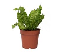 Plant in a Box Birds Nest Fern - Asplenium Nidus Crispy Wave - Height 25-40Cm - Pot 12Cm