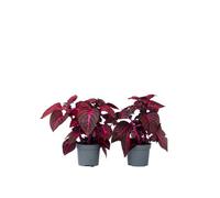 Plant in a Box Bloodleaf Plant - 2 Pcs. - Iresine Herbstii - Height 20-30Cm - Pot 13Cm