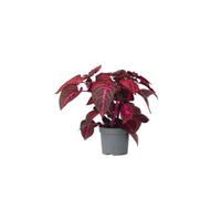 Plant in a Box Bloodleaf Plant - Iresine Herbstii - Height 20-30Cm - Pot 13Cm