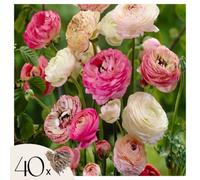 Plant in a Box Buttercups - 40 Pcs. - Ranunculus - Flower Bulbs