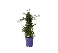 Plant in a Box Californian Lilac - Ceanothus Thyrsiflorus Repens - Height 60-70Cm - Pot 17Cm