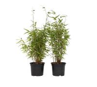 Plant in a Box Chinese Fountain Bamboo - 4 Pcs. - Fargesia Red Dragon - H50-70Cm - Pot 17Cm
