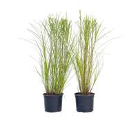 Plant in a Box Chinese Silver Grass - 2 Pcs. - Miscanthus Gracillimus - H40-60Cm - Pot 23Cm