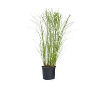 Plant in a Box Chinese Silver Grass - Miscanthus Sinensis Gracillimus - H40-60Cm - Pot 23Cm