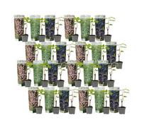 Plant in a Box Common Grape Vine - 24 Pcs. - Vitis Vinifera - Height 25-40Cm - Pot 9Cm