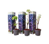 Plant in a Box Common Grape Vine - 3 Pcs. - Vitis Vinifera Cabernet Franc - H25-40Cm - Pot 9Cm