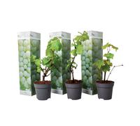 Plant in a Box Common Grape Vine - 3 Pcs. - Vitis Vinifera 'chardonnay' - Height 25-40Cm - Pot 9Cm