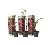 Plant in a Box Common Grape Vine - 3 Pcs. - Vitis Vinifera Pinot Gris - Height 25-40Cm - Pot 9Cm