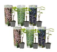 Plant in a Box Common Grape Vine - 6 Pcs. - Vitis Vinifera - Height 25-40Cm - Pot 9Cm