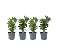 Plant in a Box Desert Rose - 4 Pcs. - Adenium Obesum - Height 25-40Cm - Pot 10,5Cm