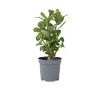 Plant in a Box Desert Rose - Adenium Obesum - Height 25-40Cm - Pot 10,5Cm