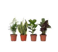 Plant in a Box Easy Care Mix - 4 Pcs. - Houseplants - Height 25-40Cm - Pot 12Cm