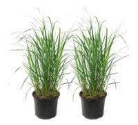 Plant in a Box Feather Reed Grass - 2 Pcs. - Calamagrostis Karl Foerster - H40-60Cm - Pot 23Cm