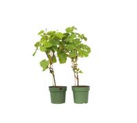Plant in a Box Grape Plant - 2 Pcs. - Vitis Himrod, Vitis Vanessa - Height 60-75Cm - Pot 21Cm