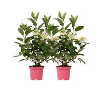 Plant in a Box Hortensia - 2 Pcs. - Hydrangea Paniculata Early Harry - Height 25-40Cm - Pot 19Cm