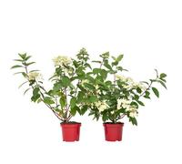 Plant in a Box Hortensia - 2 Pcs. - Hydrangea Paniculata Wims Red - Height 25-40Cm - Pot 19Cm