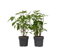 Plant in a Box Hortensia - 2 Pcs. - Hydrangea Strong Annabelle - Height 30-40Cm - Pot 19Cm