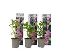Plant in a Box Hortensia - 3 Pcs. - Hydrangea Macrophylla Early Pink - Height 25-40Cm - Pot 9Cm