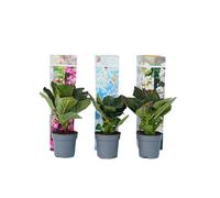 Plant in a Box Hortensia - 3 Pcs. - Hydrangea Macrophylla - Height 25-40Cm - Pot 9Cm